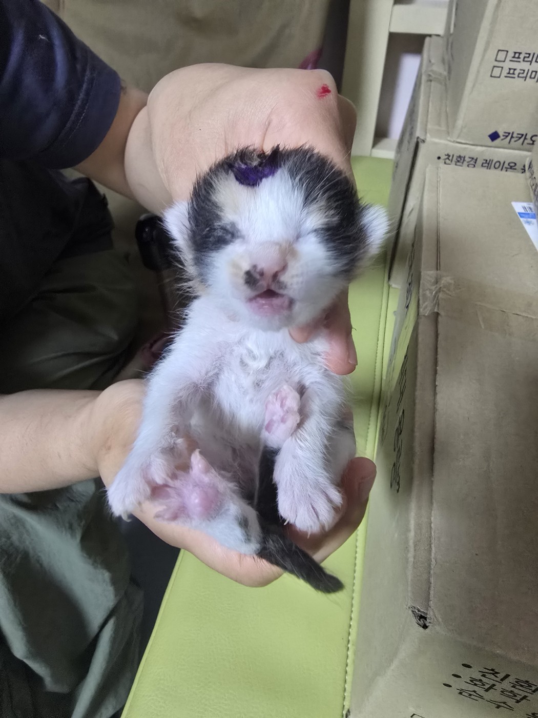 한국 고양이 이미지 파일 입니다.